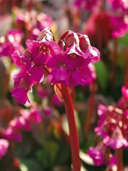 Bergénia à feuilles cordées 'Eroïca'