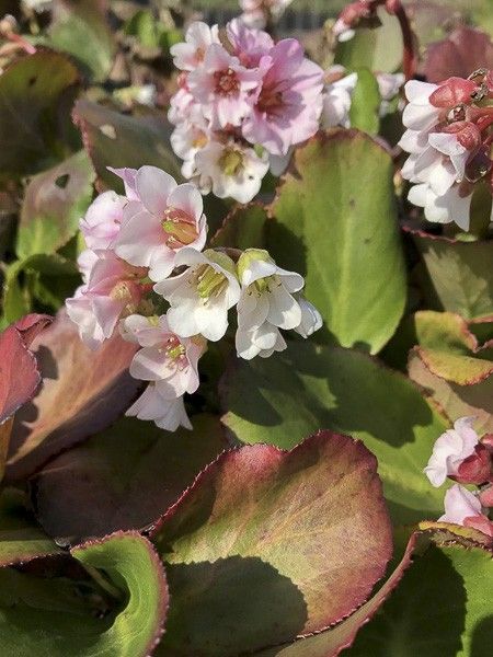 Bergénia à feuilles cordées 'Harzkristall'