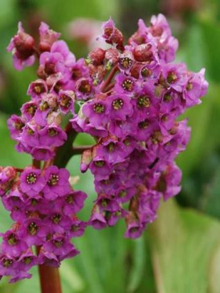 Bergénia à feuilles cordées 'Purpurea'