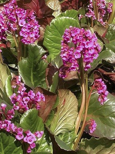 Bergénia 'Bartok'