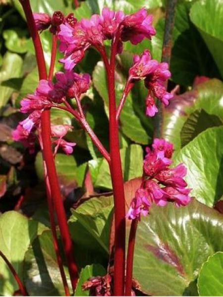 Bergénia 'Bressingham Ruby'