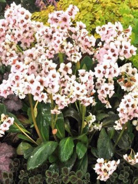 Bergénia 'Dragonfly Angel Kiss'