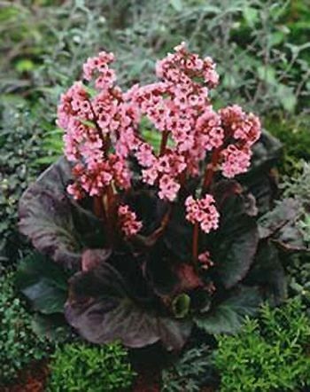 Bergénia 'Eden's Dark Margin'