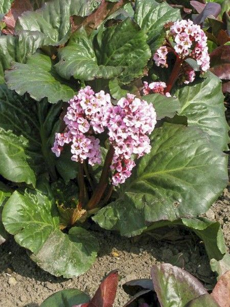 Bergénia 'Eden's Magic Giant'
