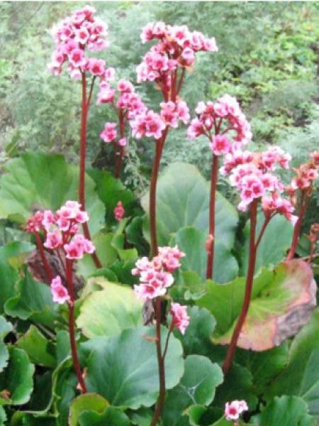 Bergénia 'Herbstblüte'