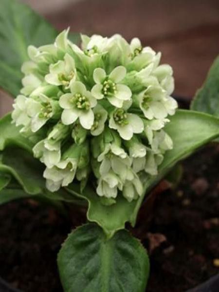 Bergénia 'Ice Queen'