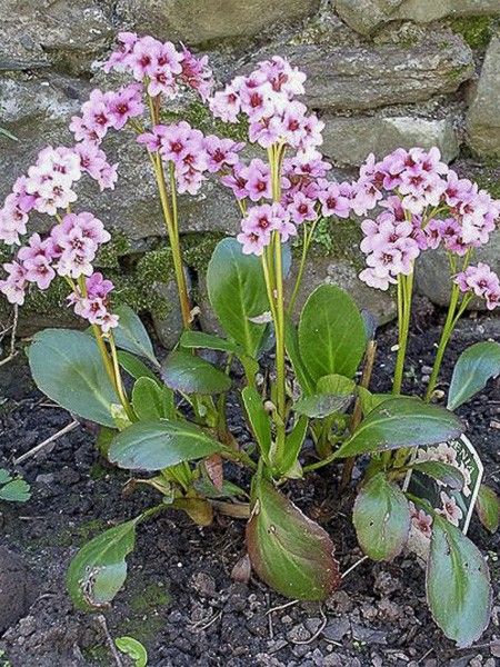 Bergénia 'Pink Dragonfly'
