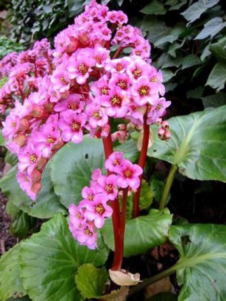 Bergénia purpurascens