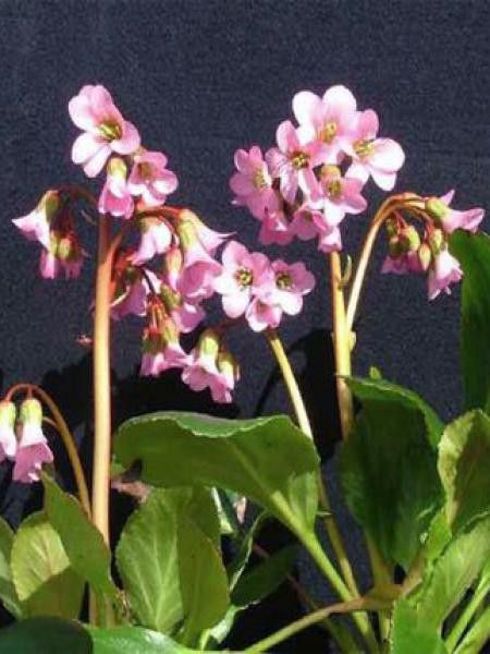 Bergénia 'Rosi Klose'