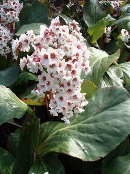 Bergénia 'Silberlicht'