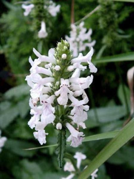 Bétoine officinale 'Alba'