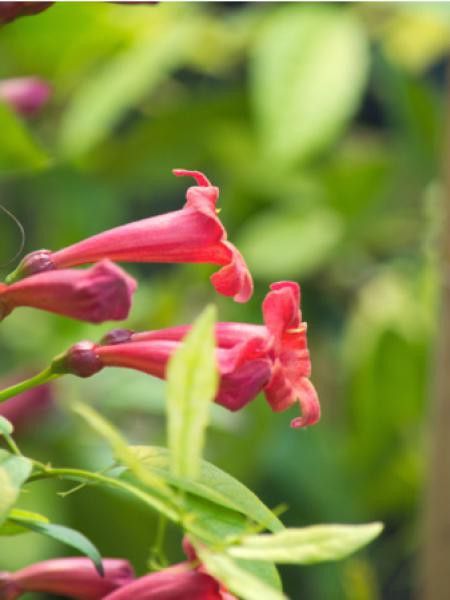 Bignone 'Atrosanguinea'