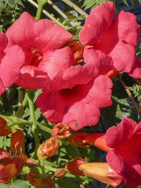 Bignone 'Grenadine '