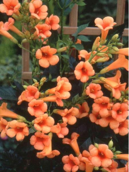 Bignone Indian Summer® 'Kudian'