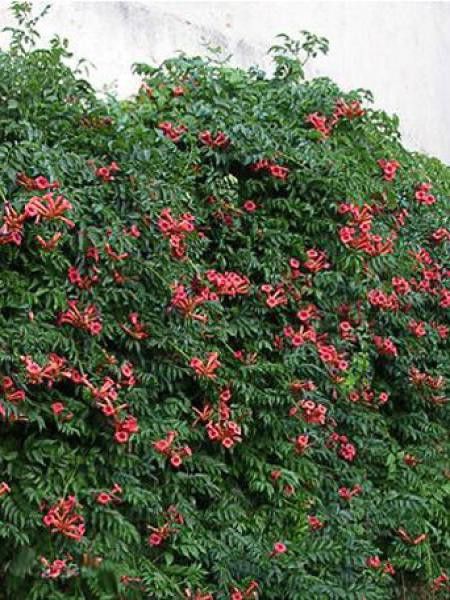 Bignone, Trompette de Virginie