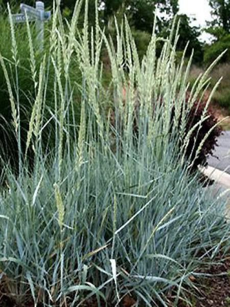 Blé d'azur 'Blue Dune'