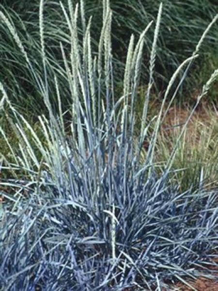 Blé d'azur, Elyme des sables