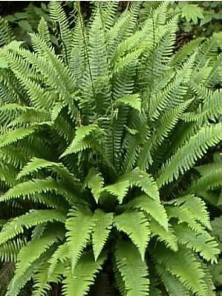 Blechnum en épi