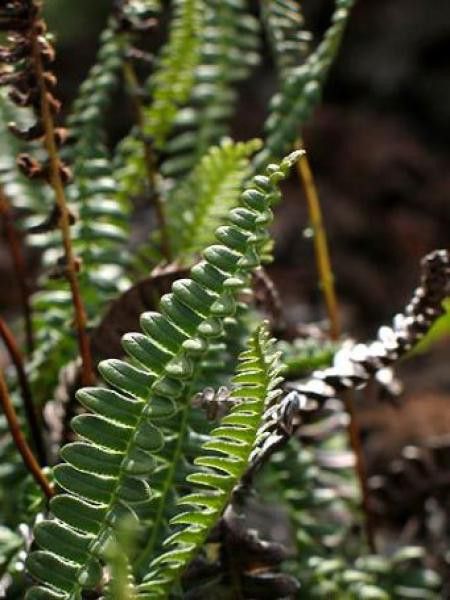 Blechnum penna-marina 