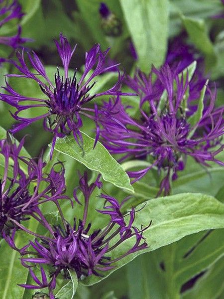 Bleuet, Barbeau des montagnes 'Amethyst Dream'