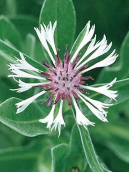 Bleuet, Barbeau des montagnes 'Amethyst in Snow'®