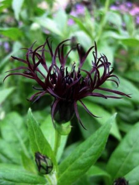 Bleuet, Barbeau des montagnes 'Black Sprite'®