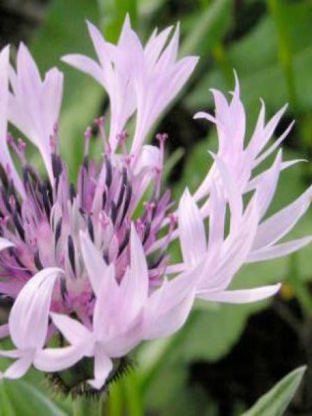 Bleuet, Barbeau des montagnes 'Carnea'