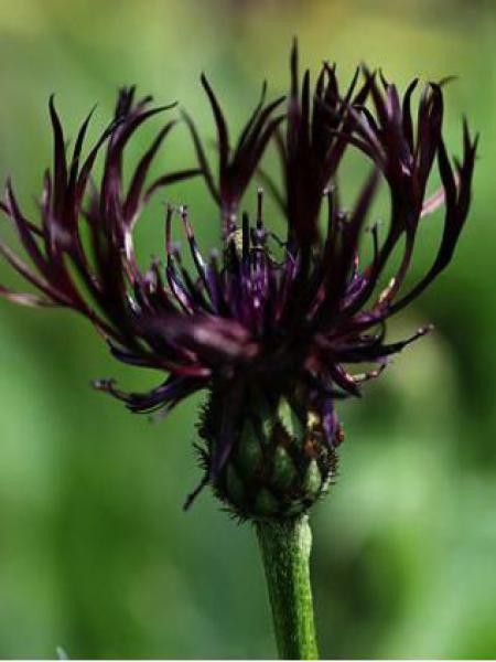 Bleuet, Barbeau des montagnes 'Jordy'