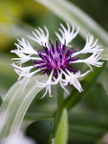 Bleuet, Barbeau des montagnes 'Purple Heart'