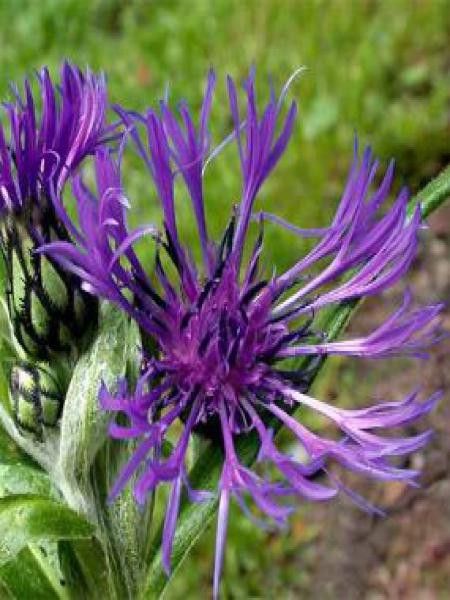 Bleuet, Barbeau des montagnes 'Violetta'