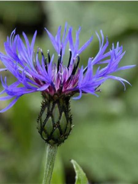 Bleuet, Barbeau des montagnes