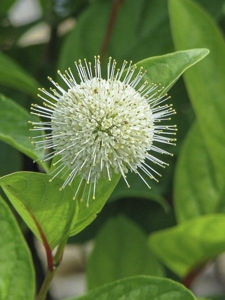 Bois-bouton 'Fiber Optics'