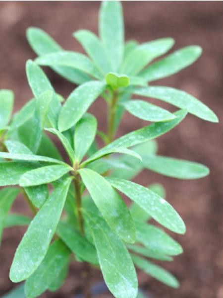 Bois-joli 'Pink Fragance® 'Blapink''