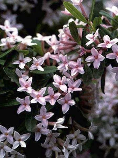 Bois-joli 'Somerset'