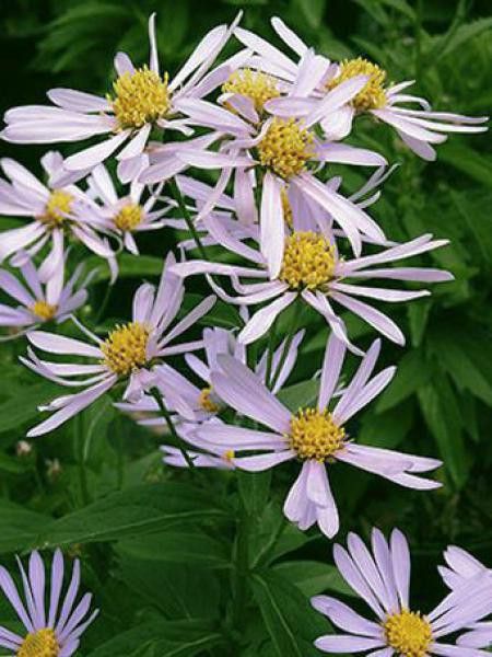 Boltonie, faux aster 'Latisquama'
