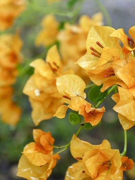Bougainvillée 'Jaune'