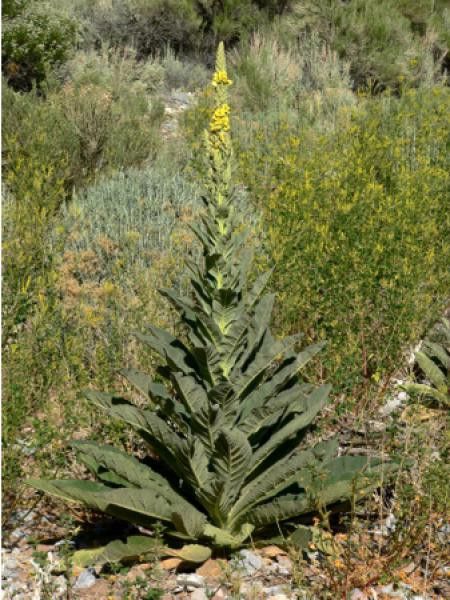 Bouillon blanc, grande molène