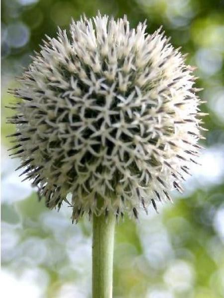 Boule azurée 'Albus'
