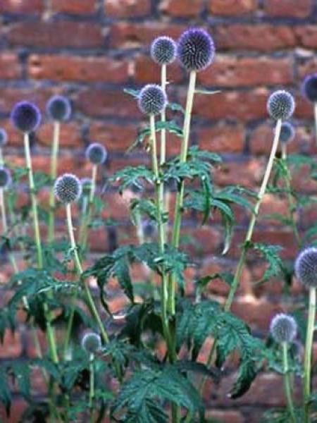 Boule azurée, Chardon boule 'Veitch's Blue'