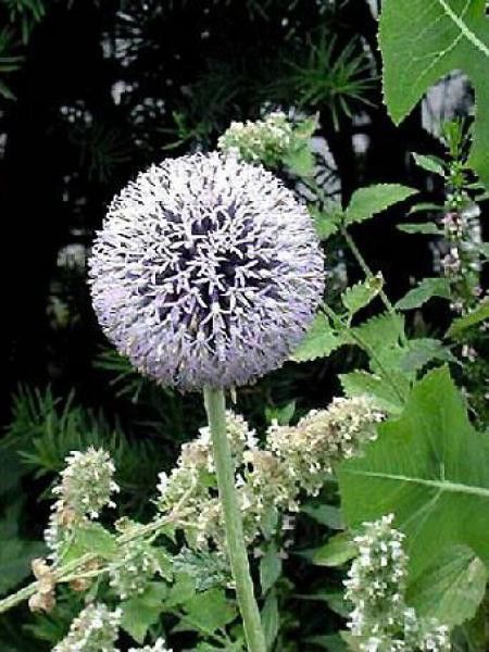 Boule azurée, Chardon boule