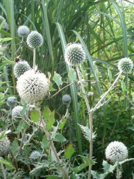 Boule azurée 'Star Frost'