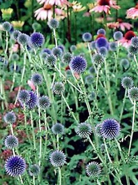 Boule azurée 'Taplow Blue'