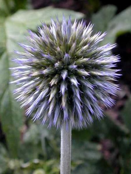 Boule azurée 'Taplow Blue'