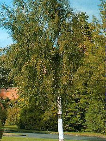 Bouleau commun 'Laciniata'