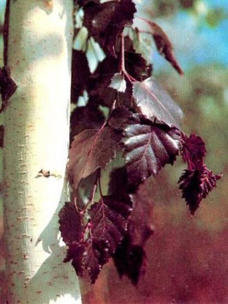 Bouleau commun 'Purpurea'