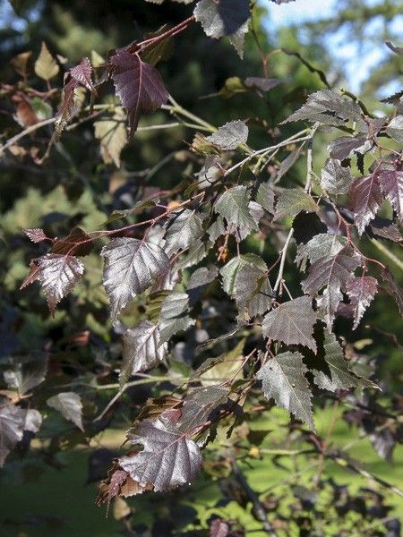 Bouleau commun 'Royal Frost'