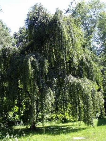 Bouleau commun 'Youngii'