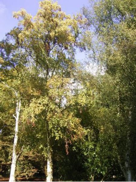 Bouleau d'Erman 'Holland'