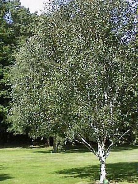 Bouleau de l'Himalaya