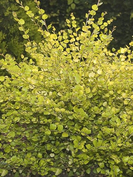 Bouleau nain 'Golden Treasure'